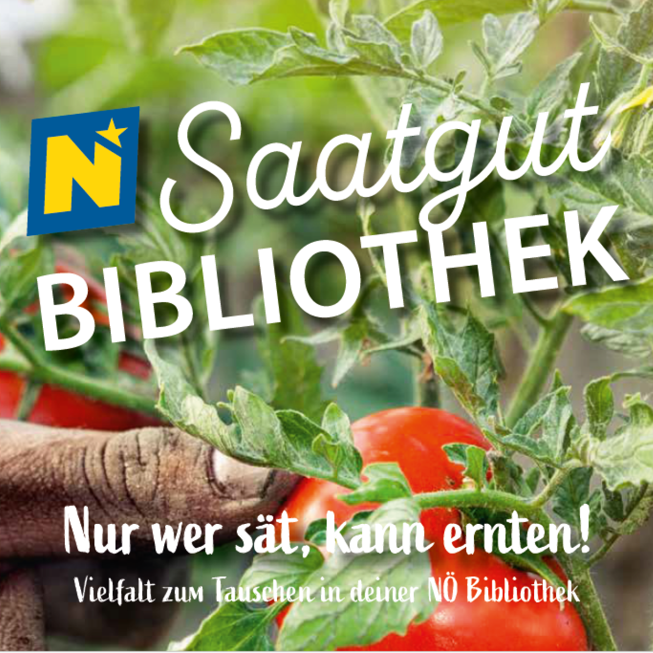 Hand berührt Tomatenpflanze